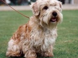 lucas_terrier_20211220_1623952959